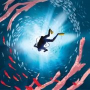 �����Ľ�ѵ���Ƶ�����