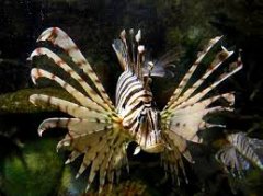 Զ��ˮ�������˺�