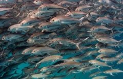 ̽�ռ�ץ�ĺ��ס���Ⱥ�����硱 ����׳��