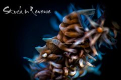 ˮ����Ӱ΢������41��