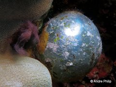 ˮ����Ӱ΢������45��