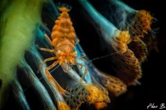 ˮ����Ӱ΢������36��