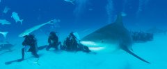 Bull Shark Diving����ʱ