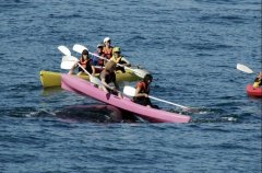 50�־������� ������СƤͧ