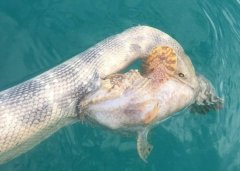 ����һĻ��������ʯͷ�㻥��ҧס�Է� �������ſ�