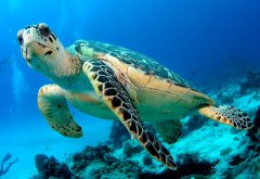 ���� | ��������Ҫ����ˮ������� ��製��׵����