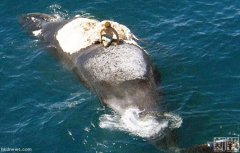 �������Ӻ������Ͼ���ʬ�� �Ⲷʳ����ȺΧ��