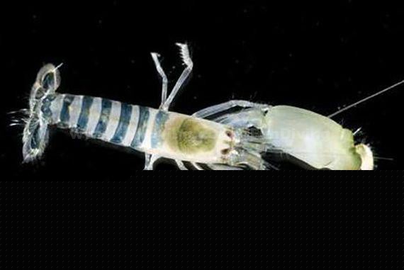 <b>����֪���𣿺�����������ᡰ��ǹ����</b>