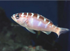 һ�����20�� ������ô���ԣ�