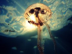 ˮ����Ӱ΢������69��